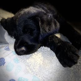 Labradoodle Puppies from Jazzy Doodles