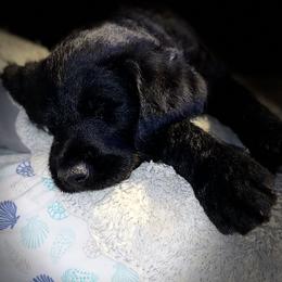 Labradoodle Puppies from Jazzy Doodles