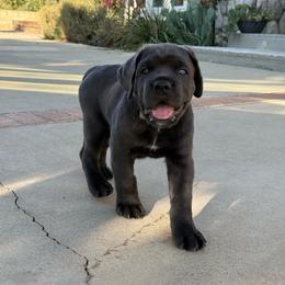 Grey female small white patch on chest grey collar - Gray female Cane Corso puppy in Cherry Valley, California from Liberty Corsos