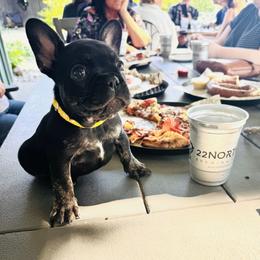 French Bulldog Puppies from Camarra King