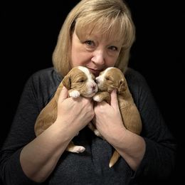 Goldendoodle Puppies from FrillyPaws Doodles