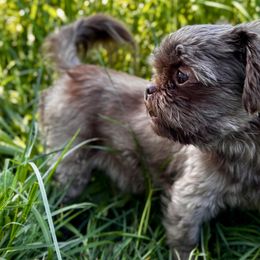 Shih Tzus from Pine Pawz