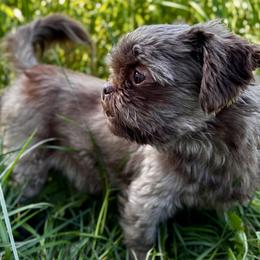 Shih Tzus from Pine Pawz