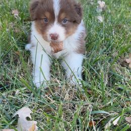 Fuji - Red tri-color female Australian Shepherd puppy in Kearney, Nebraska from Helix Aussies