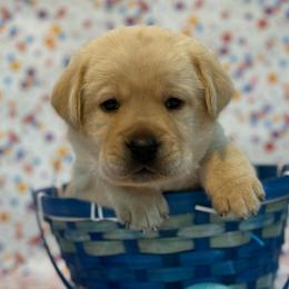 Aragorn - Yellow male Labrador Retriever puppy in Isle, Minnesota from Dog Ear Outfitters