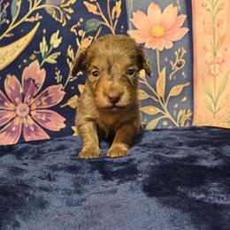 Cupcake - Dapple female Dachshund puppy in Windom, Minnesota from Aster Creek Dachshunds & Australian Shepherds