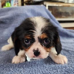 TAN MALE - Tri-color male Cavalier King Charles Spaniel puppy in Mcgregor, Minnesota from Country Cavaliers