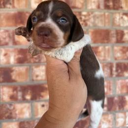 Sahara - Piebald female Dachshund puppy in Deming, New Mexico from FoxieDoxies of New Mexico