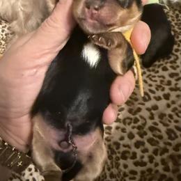 Jelly Beanie - Black and tan male Yorkshire Terrier puppy in Tangipahoa County, Louisiana from Riche’ Louisiana Yorkies