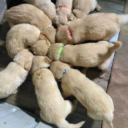 Purple Boy - Golden male Golden Retriever puppy in Louisville, Illinois from Hearth & Homestead