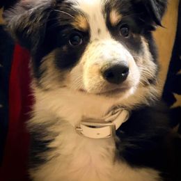 Border Collie Puppies from Twisted Biscuit Border Collies