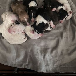 Bull Terrier and Pomeranian Puppies from Bossladykennels