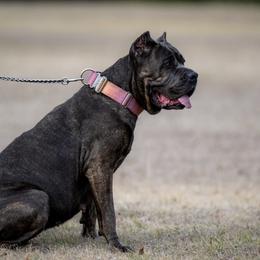 Luna - Cane Corso