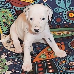 LUA Aqua (light blue) - White and black male Dalmatian puppy in Phoenix, Arizona from Samba Flavors
