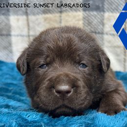 Dark blue collar - Chocolate male Labrador Retriever puppy in Beaverdam, Virginia from Riverside Sunset Labrador Retrievers