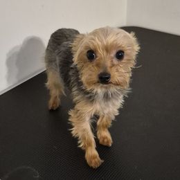 Nas - Yorkshire Terrier