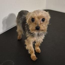 Nas - Yorkshire Terrier