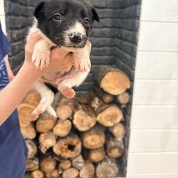 Jake - Black and white male Border Collie puppy in Taylor, Arizona from Vowell Farm Border Collies