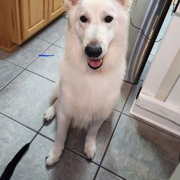Hans - Berger Blanc Suisse