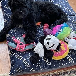 Portuguese Water Dog Puppies from Prestige Portuguese Water Dogs
