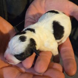 Marshall - Parti male Miniature Schnauzer puppy in Elgin, Iowa from Firefly Stables