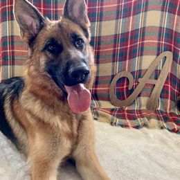 German Shepherd All Grown Up from Angel Oak German Shepherds