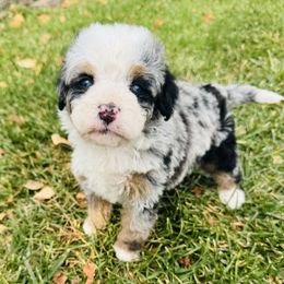 Mabel blue eyes - Blue merle female Bernedoodle puppy in Saint Francis, Kansas from Land of Oz Doodles