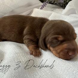 Dilly - Chocolate and tan male Dachshund puppy in Karnes County, Texas from Lazzy Z Dachshunds