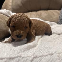 Boston - Apricot female Goldendoodle puppy in Graham, North Carolina from Geise Meadow Doodles