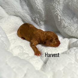 Harvest - Red merle male Aussiedoodle puppy in Ellenburg Center, New York from Kristin's Puppies
