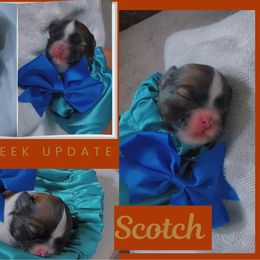 Scotch - Tricolor male Shih Tzu puppy in San Tan Valley, Arizona from Pretty Paws Shih Tzu's