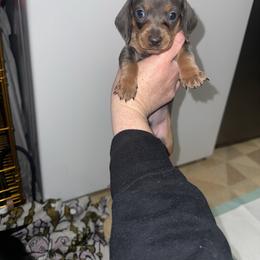 Blue and Tan Boy no - Blue and tan male Dachshund puppy in Jackson, Tennessee from R&J  Mini Doxie’s of the South