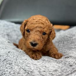 Hank - Red  male Goldendoodle puppy in Wharton, Texas from Little Fur Friends