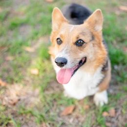 American Corgi and Pembroke Welsh Corgi All Grown Up from Constellation Corgi