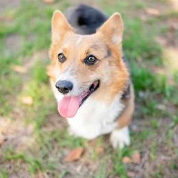 American Corgi and Pembroke Welsh Corgi All Grown Up from Constellation Corgi