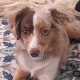 Aussiedoodles and Australian Shepherds from Royal Redwood Aussies