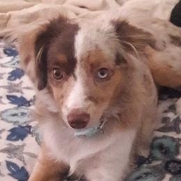 Aussiedoodles and Australian Shepherds from Royal Redwood Aussies