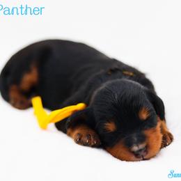 Black Panther - Phantom male Bernedoodle puppy in Diamond Bar, California from Furrytaildoodles