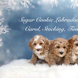 Australian Labradoodle Puppies from Sugar Cookie Australian Labradoodles