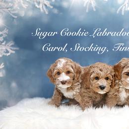Australian Labradoodle Puppies from Sugar Cookie Australian Labradoodles