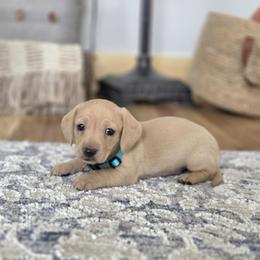 AKC Meet Greyson :) - Cream male Dachshund puppy in Centerville, Iowa from Barnyard Dachshunds, Dals & Doodles