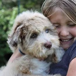 Ginger  - Aussiedoodle