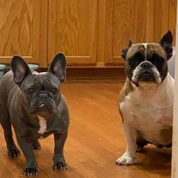 French Bulldogs from Va Frenchies