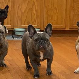 French Bulldogs from Va Frenchies