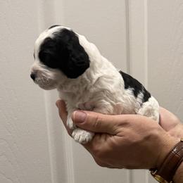 Molly - Black and white female Bernedoodle puppy in Raleigh, North Carolina from Crabtree Doodles