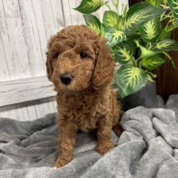 White Collar Girl - Red  female Goldendoodle puppy in Alvin, Texas from JP Southern Doodles