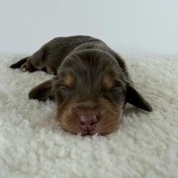 Awen - Chocolate and tan female Dachshund puppy in Sonora, California from HEFFERNAN HOUNDS