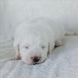Lilac - White female Great Pyrenees puppy in Yakima, Washington from Naches Heights Ranch