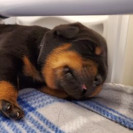Girl 2 - Black and mahogany female Rottweiler puppy in Athol, Idaho from Vom Corvinus Haus Rottweilers