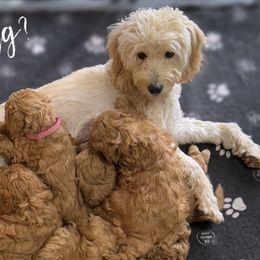 Mia - Goldendoodle